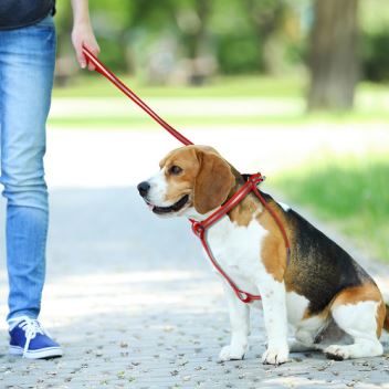 Puppy collar, harness and leash, which material is the perfect?(1) Puppy collar, harness and leash, which material is the perfect?(1)